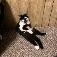 SassyValentina Avatarbild