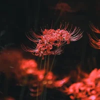 Freddy7777: изображение аватарки