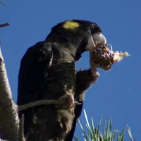 Image d’avatar de Kirayir