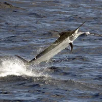 marlinmagicn Avatar kuva