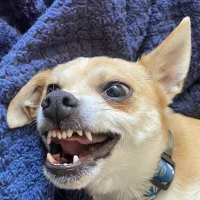 Leo_LateNight's Avatar Pic