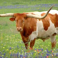 Foto do perfil de YourWes65