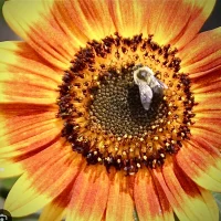 Awatar – Sunflower35