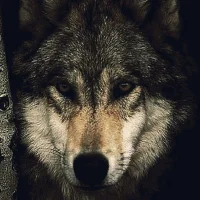 Gambar Avatar myrrakas666