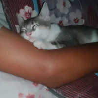 Diedpr's Profile Pic
