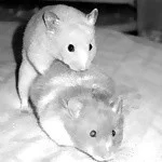 stripmodeltest's Profile Pic