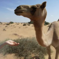 Imagem de avatar de vlakas_from_cbate