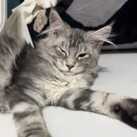 Image d’avatar de momo-04