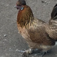 Luucky1 অবতার ছবি