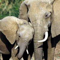 loga500 Poză avatar