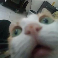 Foto del avatar de Toujoko