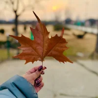 Ảnh Đại Diện boldice_69