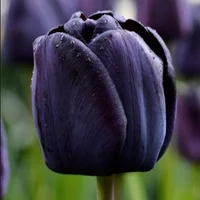 blacktulipptl's Avatar Pic