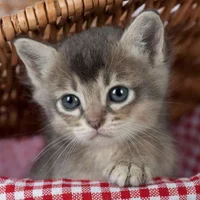 koplove's Avatar Pic