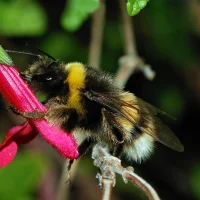 Bumblebee25 avatarképe