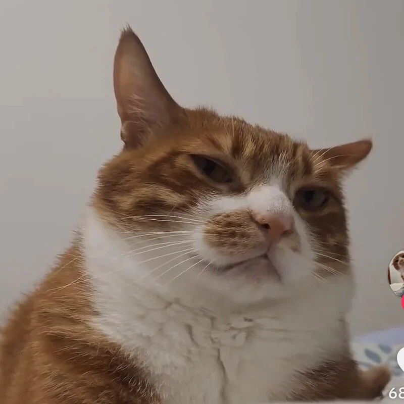 ___IIllIIIllll___ profile photo
