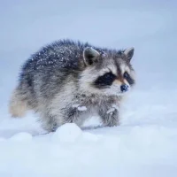 Image d’avatar de hepha94