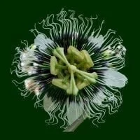 JON5005's Avatar Pic
