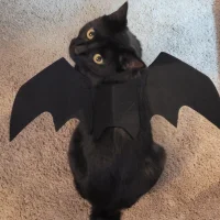 StripCatx's Avatar Pic