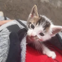 elbichotv's Profile Pic