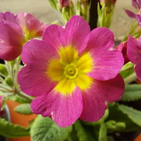 Slika avatara modela Ontorjami