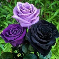 kree1313's Profile Pic