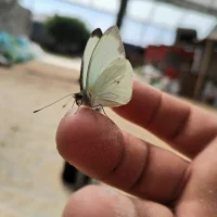 2Shaun_Bello's Profile Pic