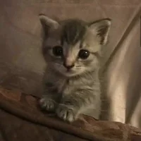 صورة أفاتار gatito_x