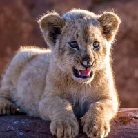 Koeriertje: изображение аватарки