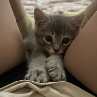 Ori-Yannie Profilový obrázek