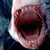 Shark_80's Avatar Pic