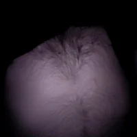 FinnedGarment's Profile Pic