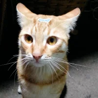 Imagem de avatar de Miya-Angel