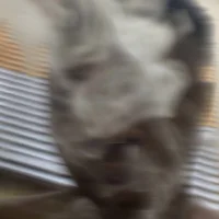 Bigwiz231s profilbillede
