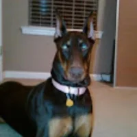 Slika avatara modela Blueice420