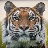 TensingU's Profile Pic