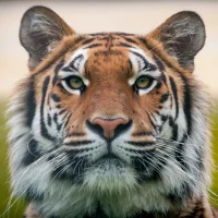 TigerforFreya's Avatar Pic