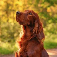 Foto del avatar de Kevthedeiver