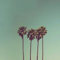 Foto del avatar de MrPalmTree