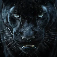 BlackAmericanPanther: εικόνα άβαταρ