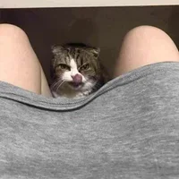 Border_Kitty's Profile Pic