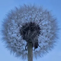 Image d’avatar de Lion-Bos--80