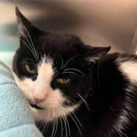 ValentinaMessengern Avatar kuva