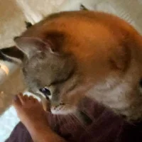 Anabel_Lynne এর প্রোফাইল ছবি