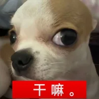 xiaochong-52 頭像圖片