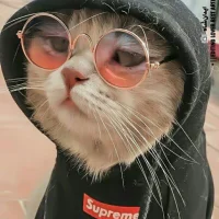 Wup_wup Gambar Avatar