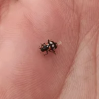 Imagem de avatar de xxxlarissaxxx