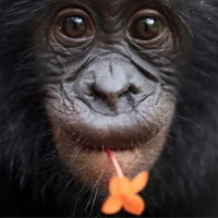 Bonobo70's Avatar Pic