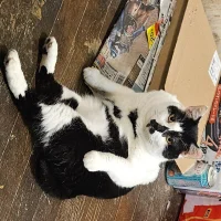 nekotyan-01's Avatar Pic