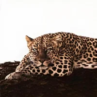 Zyf199622's Profile Pic